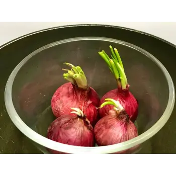 onion (19)-6758929-13933.webp